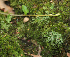 Cladonia scabriuscula