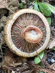 Lactarius rubrilacteus
