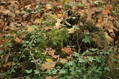 Cladonia scabriuscula