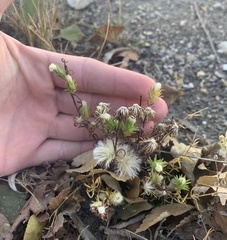 Symphyotrichum ciliatum