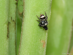 Cephalotes