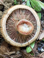 Lactarius rubrilacteus