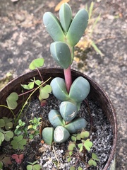 Corpuscularia