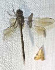 Hemicordulia continentalis