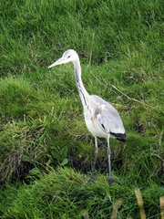 Ardea cinerea