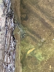 Dicamptodon tenebrosus