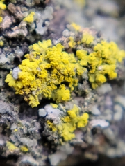 Candelaria concolor