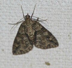 Polyclysta hypogrammata