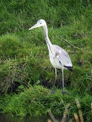 Ardea cinerea