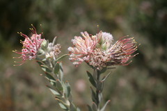 Leucospermum calligerum