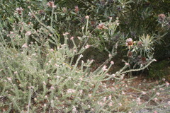 Leucospermum calligerum