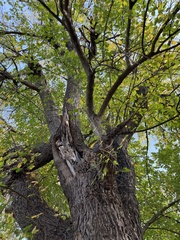 Ulmus parvifolia