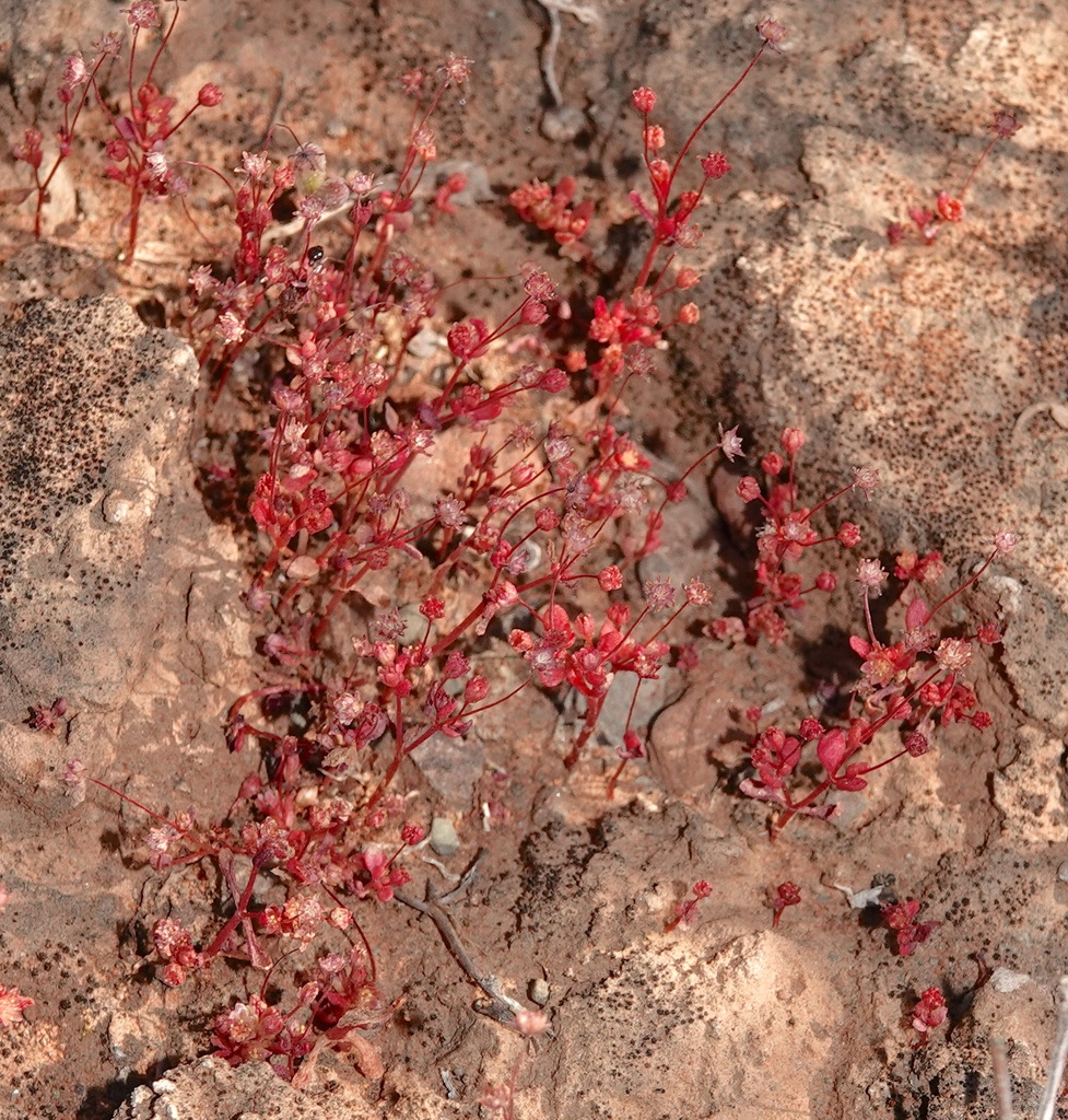 Crassula oblanceolata 2