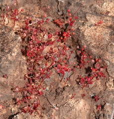 Crassula vaillantii