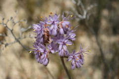 Dilatris ixioides