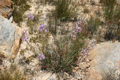 Dilatris ixioides
