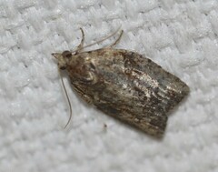 Epiphyas postvittana