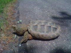 Macrochelys temminckii