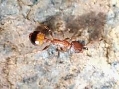 Temnothorax