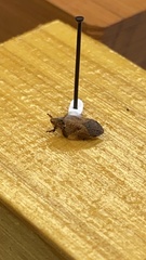 Lepyronia quadrangularis