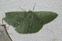 Prasinocyma iosticta