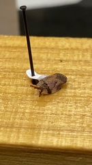 Lepyronia quadrangularis