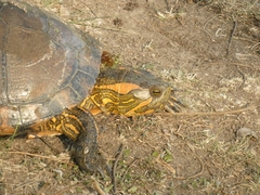 Trachemys dorbigni