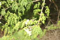 Cynanthus doubledayi