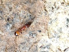 Temnothorax