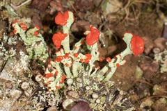 Cladonia cristatella