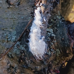 Prociphilus tessellatus