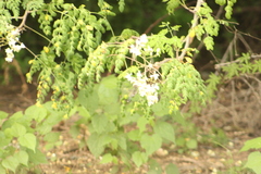 Cynanthus doubledayi