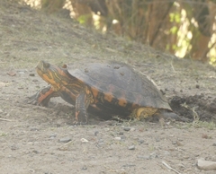 Trachemys dorbigni