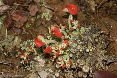 Cladonia cristatella