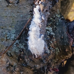 Prociphilus tessellatus