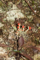 Cladonia cristatella