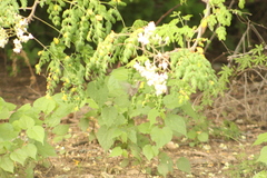 Cynanthus doubledayi