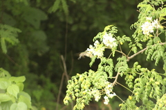 Cynanthus doubledayi