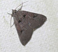 Avatha discolor