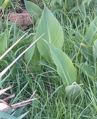 Canna indica