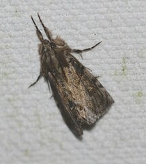 Zalissa catocalina