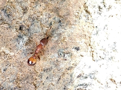 Temnothorax