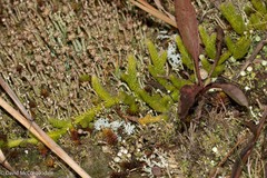 Lycopodium