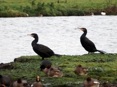 Phalacrocorax carbo