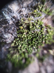 Nyholmiella obtusifolia