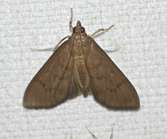 Protonoceras mitis