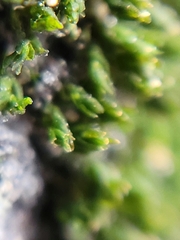 Nyholmiella obtusifolia