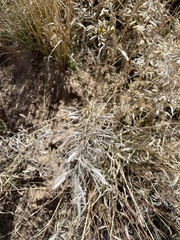 Bromus tectorum