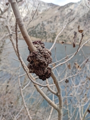 Aceria parapopuli