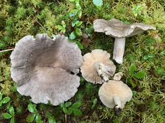 Lactarius hibbardiae